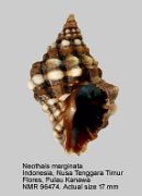 Neothais marginata